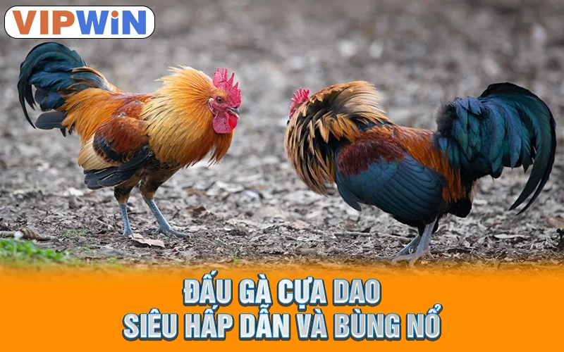 Đá Gà VIPWIN | Trận Chiến Kịch Tính, Chiến Kê Hùng Mãnh! 4 Đấu gà cựa dao siêu hấp dẫn và bùng nổ