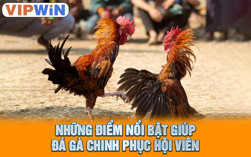 Đá Gà VIPWIN | Trận Chiến Kịch Tính, Chiến Kê Hùng Mãnh! 2 Những điểm nổi bật giúp đá gà chinh phục hội viên