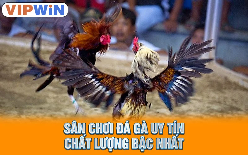 Đá Gà VIPWIN | Trận Chiến Kịch Tính, Chiến Kê Hùng Mãnh! 1 Sân chơi đá gà uy tín, chất lượng bậc nhất